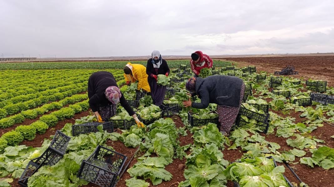 Tütünün yerine ektiler. 2 milyon lira gelir bekleniyor 2